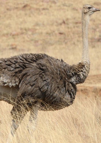 Ostrich