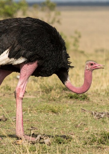 Ostrich