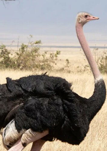 Ostrich