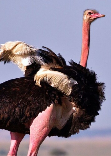 Ostrich