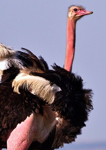 Ostrich