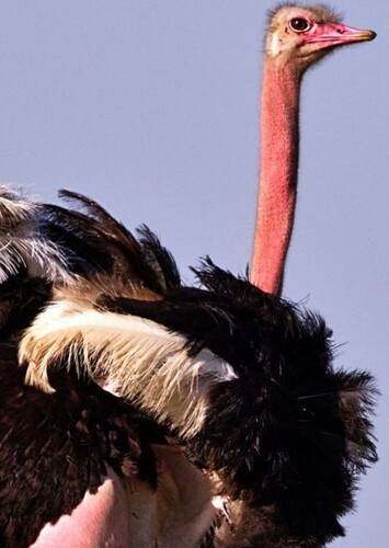 Ostrich