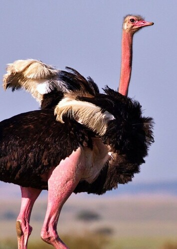 Ostrich