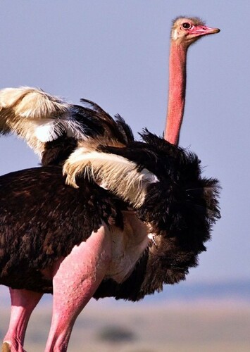 Ostrich