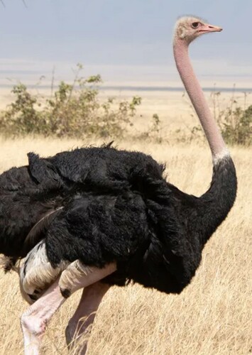 Ostrich