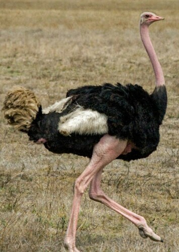Ostrich