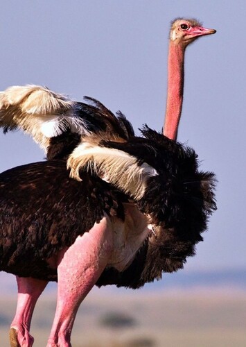 Ostrich