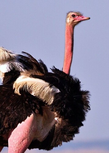 Ostrich