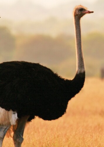 Ostrich