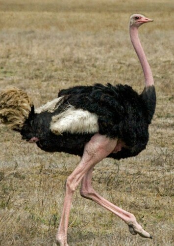 Ostrich