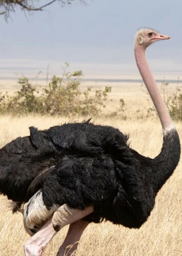 Ostrich