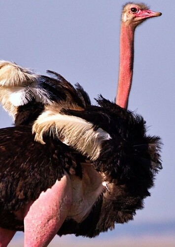 Ostrich