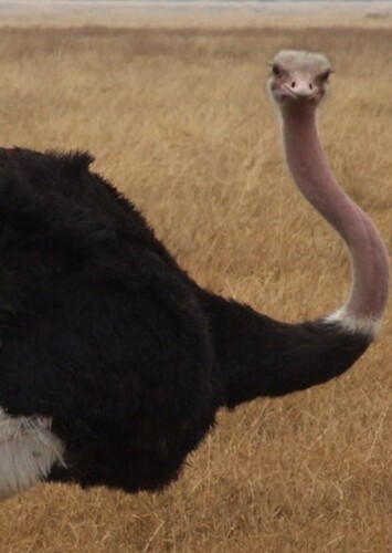 Ostrich