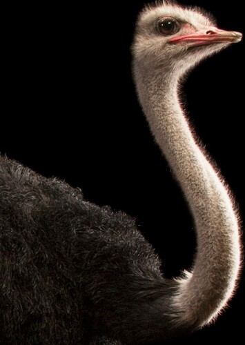 Ostrich