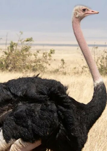 Ostrich