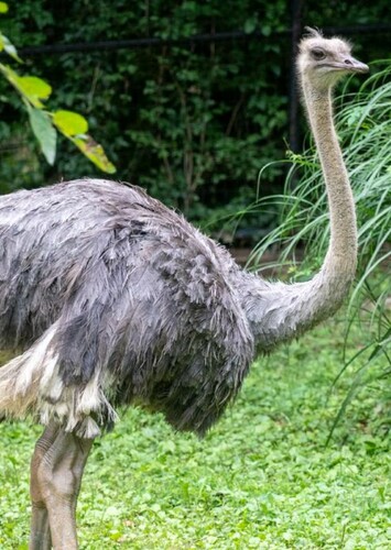 Ostrich