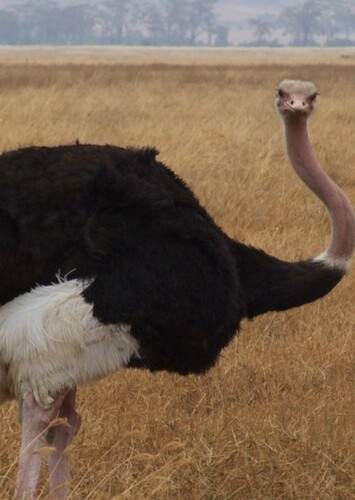 Ostrich