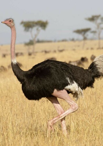 Ostrich