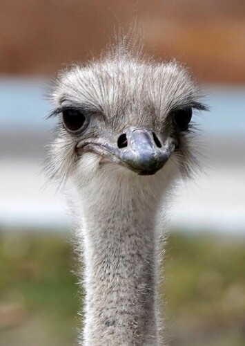 Ostrich