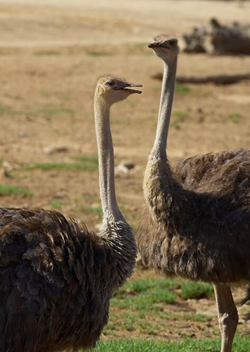 Ostrich