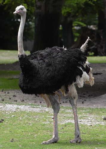 Ostrich (Millie Bobby Brown)