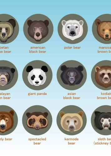 Other types of Bear