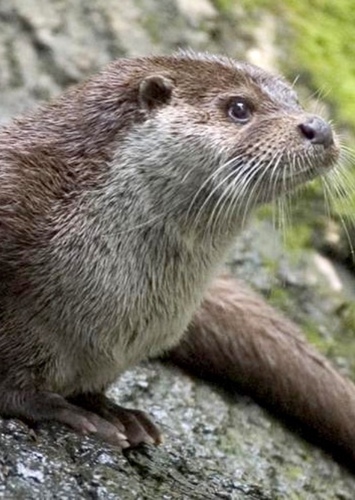 Otters