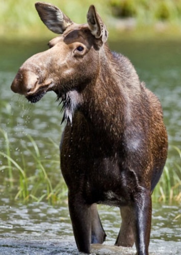 Otto the Moose