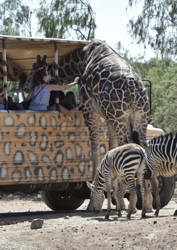 Out of Africa Wildlife Park