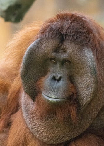Owen the Orangutan