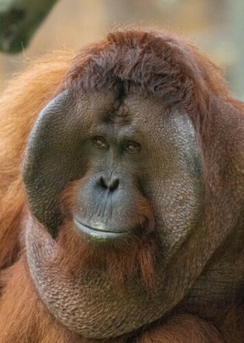 Owen the Orangutan
