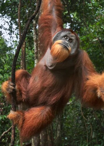 Owen the Orangutan