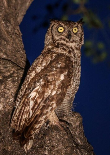 Owl