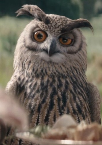 Owl