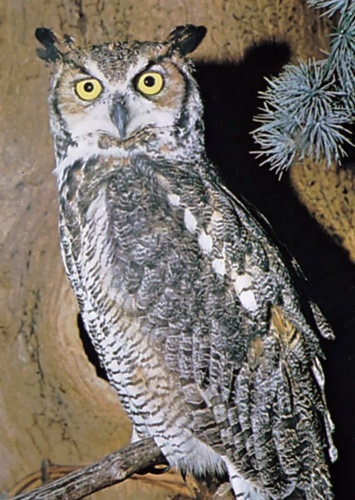 Owl