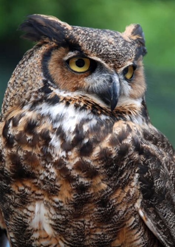 Owl
