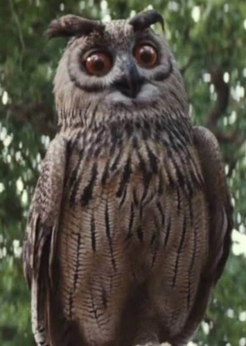 Owl