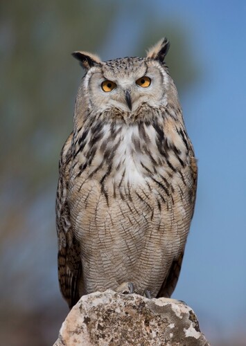 Owl