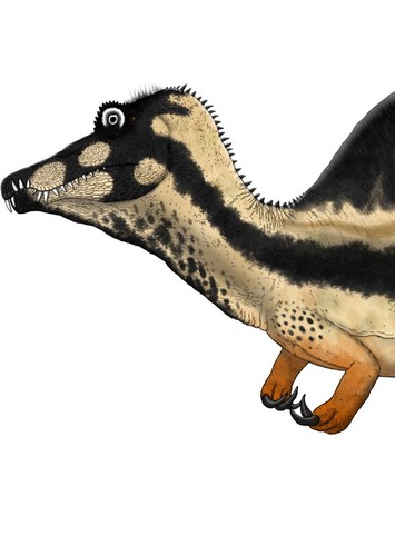 Oxalaia