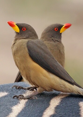 Oxpecker
