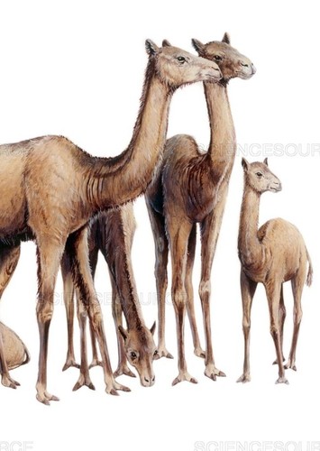 Oxydactylus