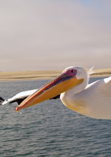 P is for the Pelican his bill holds more then his belly can