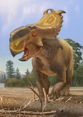 Pachyrhinosaurus