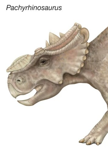 Pachyrhinosaurus