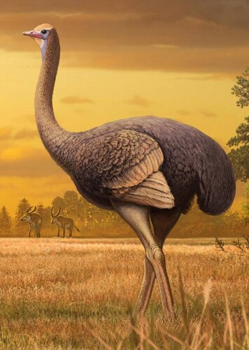 Pachystruthio
