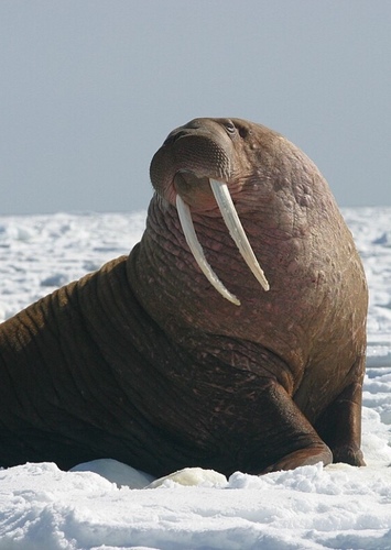 Pacific Walrus