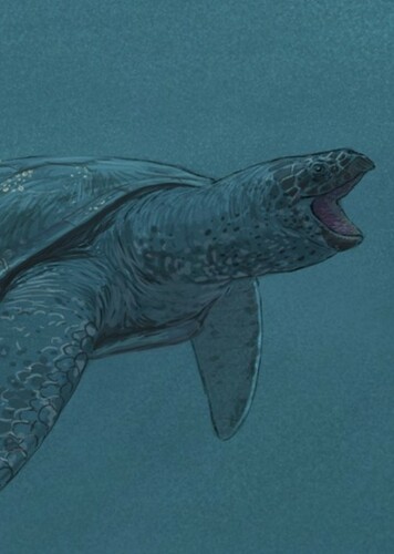 Pacifichelys