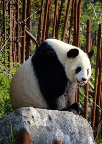 Pairi Daiza