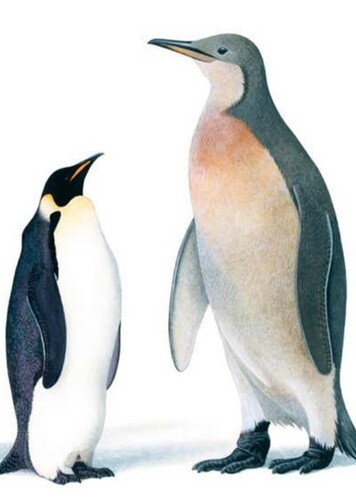 Palaeeudyptes