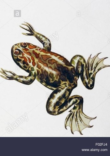 Palaeobatrachus
